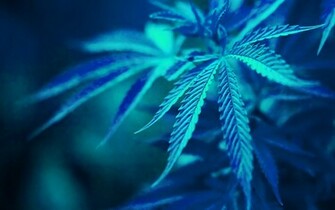 Weed Marijuana Wallpaper Color Palette Tags Ganja Car Pictures