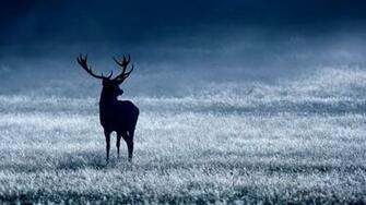 Deer Desktop Wallpaper