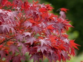 Red Trees Wallpaper Background