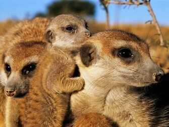 Meerkat Family Wallpaper X HD Res