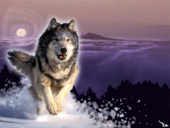 Wolf Wallpaper Pack
