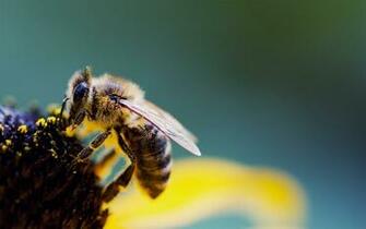 Bee Wallpaper HD Pictures One Background