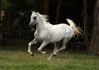 Arabian Horse Desktop Wallpaper