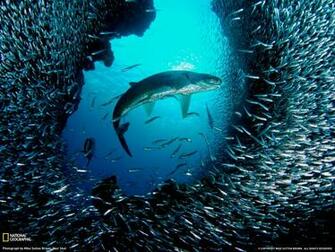 Wallpaper National Geographic Aquatic Life Live HD