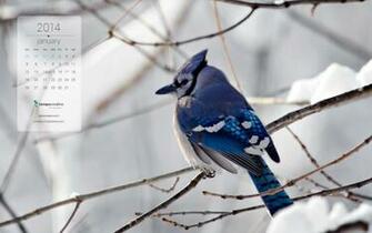 January Desktop Calendars