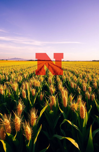 Nebraska Husker Wallpaper