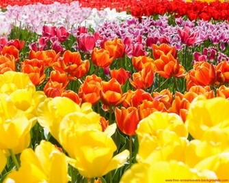 Spring Flower Wallpaper Screensavers And Background