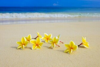 Plumerias On Beach Ii By Tomas Del Amo