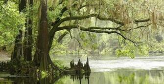 Everglades National Park Wallpaper Jpg
