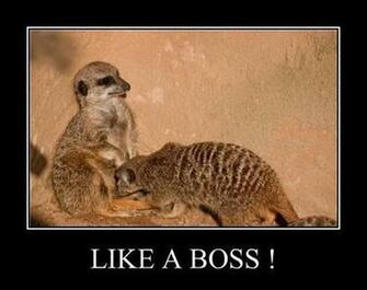 Funny Like A Boss Meme Quotes Image