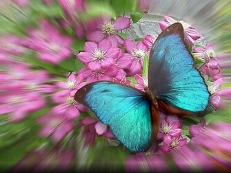 Papillon Wallpaper