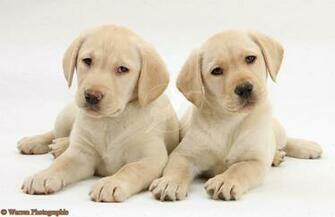 Yellow Labrador Retriever Puppies Weeks Old White Background