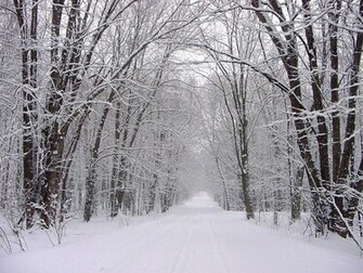 Snowy Forest Wallpaper
