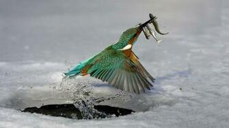 Beautiful Birds Wallpaper Pictures HD
