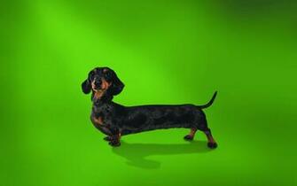 High Resolution Wallpaper Funny Cats Dogs