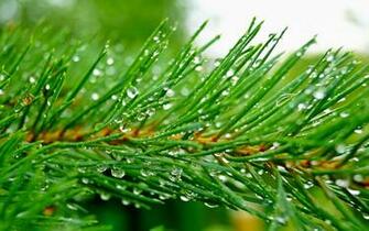 HD Pine Tree Wallpaper