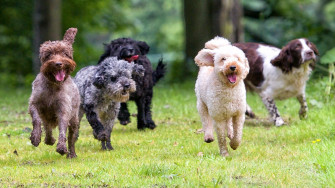 Dog Warden Warns Of Widespread Parvovirus In Mahoning County