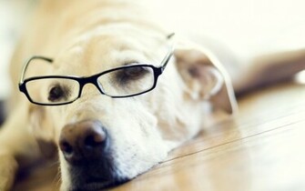Dog Cool
