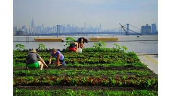 The Urban Farms Greening Paris Cnn Style