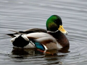HD Mallard Duck Fullscreen Wallpaper