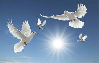 Fotos White Dove Wallpaper HD