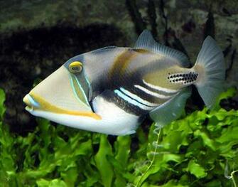 Beginner Saltwater Aquarium Fish Wallpaper For Pc