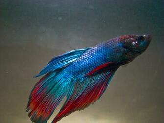 Betta Fish Beautiful Wallpaper X