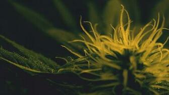 Bud Wallpaper