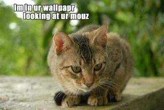 I M In Your Wallpaper Lol Cats Picture