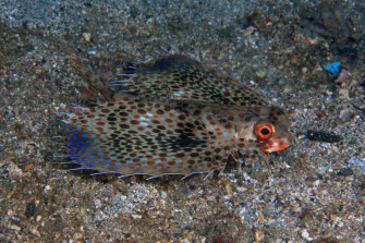 Vibrant Spotted Flying Gurnard Wallpaper