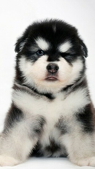 Baby Alaskan Malamute Wallpaper iPhone