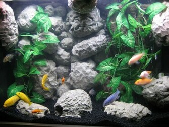 Feel To Use And Share These Tropical Aquarium Background Image
