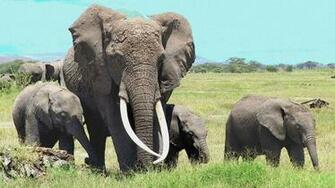 Elephant Wth Baby Elephants Pixel Popular HD Wallpaper