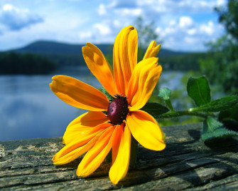 Flowers For Flower Lovers Wallpaper