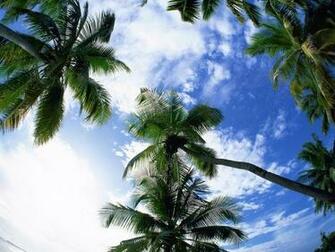 Url Smscs Photo Palm Html