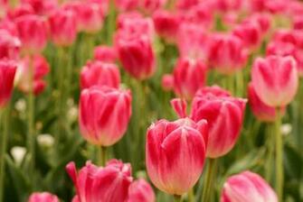 Wallpaper Flowers Field Tulips Spring