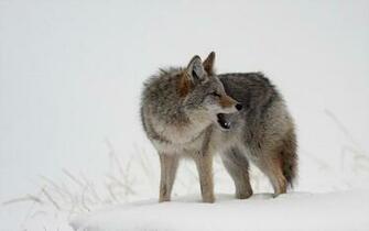 Wolf Or Coyote High Quality And Resolution Wallpaper On