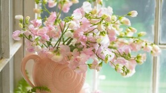 Flowers Image Flower Wallpaper Photos