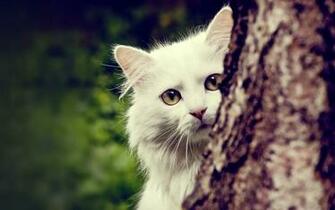 Wallpaper Los Gatos M S Hermosos Y Tiernos Cat Behind A Tree