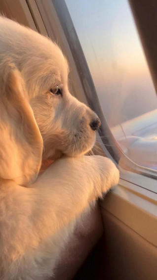 Dog Cute Aesthetic Pics Dogs Wallpaper