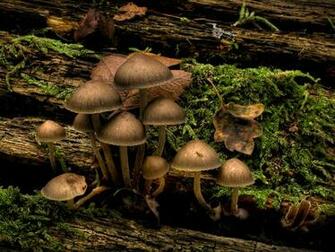 Identifying Mushrooms Pictures And Names Magical Northeast