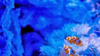 Desktop HD Wallpaper S Clown Fish