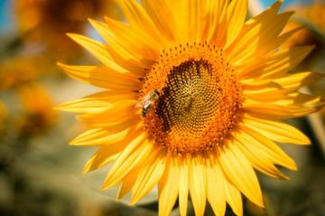 Sunflower With A Bee Stock Photo Picjumbo