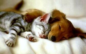 Puppy Wallpaper And Screensavers Weddingdressin