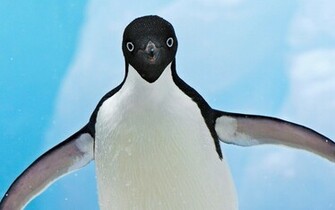 HD Penguin Wallpaper With A Beautiful Background