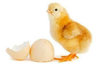 Baby Chick Background Myspace