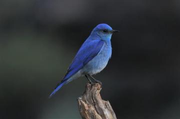 File Mountain Bluebird Oregon Jpg