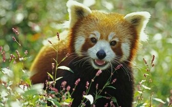Red Panda Wallpaper