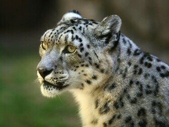 Wallpaper Wildcat