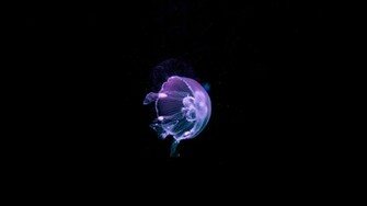 Jellyfish Wallpaper Fun Animals Wiki Videos Pictures Stories